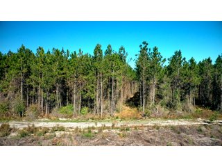 Tract 16 in Coffee County, Georgia - LAND AUCTION - 3,094+/- ACRES OFFERED IN 22 TRACTS IN COFFEE COUNTY, GEORGIA