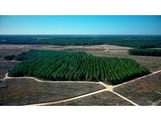 Tract 21 in Coffee County, Georgia - LAND AUCTION - 3,094+/- ACRES OFFERED IN 22 TRACTS IN COFFEE COUNTY, GEORGIA