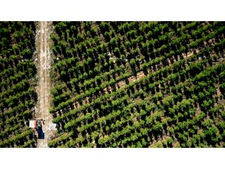 Tract 3 in Coffee County, Georgia - LAND AUCTION - 3,094+/- ACRES OFFERED IN 22 TRACTS IN COFFEE COUNTY, GEORGIA