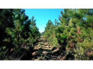 Tract 3 in Coffee County, Georgia - LAND AUCTION - 3,094+/- ACRES OFFERED IN 22 TRACTS IN COFFEE COUNTY, GEORGIA