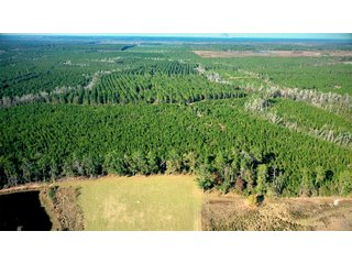 Tract 5 in Coffee County, Georgia - LAND AUCTION - 3,094+/- ACRES OFFERED IN 22 TRACTS IN COFFEE COUNTY, GEORGIA