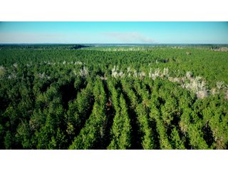 Tract 6 in Coffee County, Georgia - LAND AUCTION - 3,094+/- ACRES OFFERED IN 22 TRACTS IN COFFEE COUNTY, GEORGIA