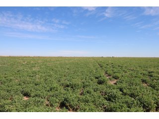 Tract 3 in Weld County, Colorado - VIRTUAL COLORADO LAND AUCTION - 1,120+/- ACRES OFFERED IN 9 TRACTS IN WELD COUNTY, COLORADO