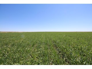 Tract 9 in Weld County, Colorado - VIRTUAL COLORADO LAND AUCTION - 1,120+/- ACRES OFFERED IN 9 TRACTS IN WELD COUNTY, COLORADO