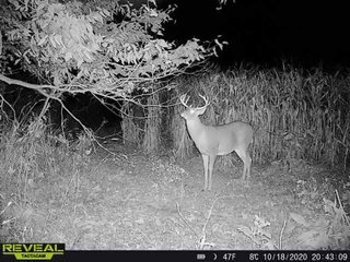 Deer in Union & Wayne Counties, Indiana - ***SOLD PRIOR TO AUCTION*** LAND AUCTION - 172+/- ACRES OFFERED IN 4 TRACTS IN UNION & WAYNE COUNTY, INDIANA