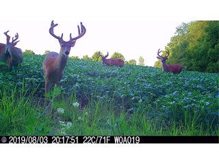 Deer in Union & Wayne Counties, Indiana - ***SOLD PRIOR TO AUCTION*** LAND AUCTION - 172+/- ACRES OFFERED IN 4 TRACTS IN UNION & WAYNE COUNTY, INDIANA