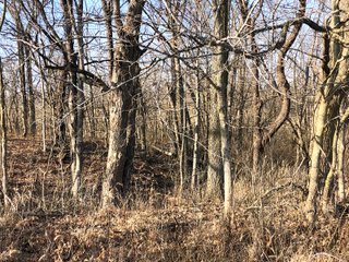 Union & Wayne Counties, Indiana Woods - ***SOLD PRIOR TO AUCTION*** LAND AUCTION - 172+/- ACRES OFFERED IN 4 TRACTS IN UNION & WAYNE COUNTY, INDIANA