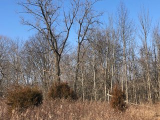 Union & Wayne Counties, Indiana Woods - ***SOLD PRIOR TO AUCTION*** LAND AUCTION - 172+/- ACRES OFFERED IN 4 TRACTS IN UNION & WAYNE COUNTY, INDIANA