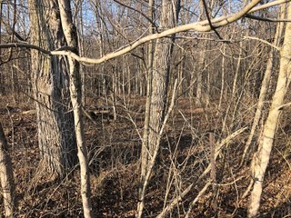 Union & Wayne Counties, Indiana Woods - ***SOLD PRIOR TO AUCTION*** LAND AUCTION - 172+/- ACRES OFFERED IN 4 TRACTS IN UNION & WAYNE COUNTY, INDIANA