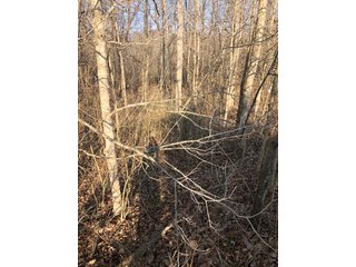 Union & Wayne Counties, Indiana Woods - ***SOLD PRIOR TO AUCTION*** LAND AUCTION - 172+/- ACRES OFFERED IN 4 TRACTS IN UNION & WAYNE COUNTY, INDIANA