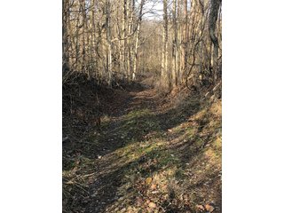 Union & Wayne Counties, Indiana Woods - ***SOLD PRIOR TO AUCTION*** LAND AUCTION - 172+/- ACRES OFFERED IN 4 TRACTS IN UNION & WAYNE COUNTY, INDIANA