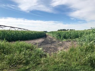 St. Joseph County, Indiana Farmland - LAND AUCTION - 120+/- ACRES OFFERED IN 1 TRACT IN ST. JOSEPH COUNTY, INDIANA
