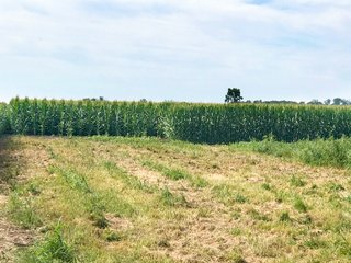St. Joseph County, Indiana Farmland - LAND AUCTION - 120+/- ACRES OFFERED IN 1 TRACT IN ST. JOSEPH COUNTY, INDIANA