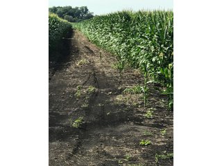 St. Joseph County, Indiana Farmland - LAND AUCTION - 120+/- ACRES OFFERED IN 1 TRACT IN ST. JOSEPH COUNTY, INDIANA