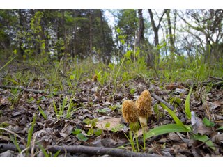 Property photo 31 - LAND AUCTION - 150+/- ACRES OFFERED IN 12 TRACTS IN PAYNE COUNTY, OKLAHOMA