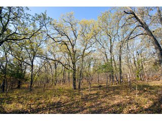 Tract 16 land in Creek County, Oklahoma - LAND AUCTION - 1,278+/- ACRES OFFERED IN 21 TRACTS IN CREEK COUNTY, OKLAHOMA