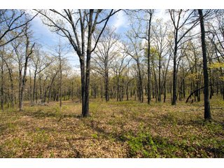 Tract 7 land in Creek County, Oklahoma - LAND AUCTION - 1,278+/- ACRES OFFERED IN 21 TRACTS IN CREEK COUNTY, OKLAHOMA