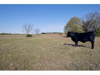 Tract 8 land in Creek County, Oklahoma - LAND AUCTION - 1,278+/- ACRES OFFERED IN 21 TRACTS IN CREEK COUNTY, OKLAHOMA
