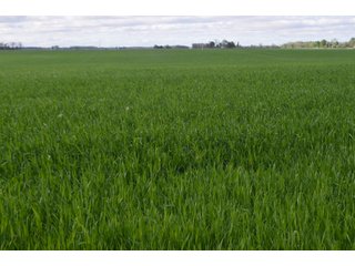 Property photo 35 - LAND AUCTION - 80 +/- ACRES OFFERED IN 4 TRACTS IN ALLEN COUNTY, INDIANA