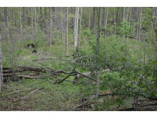 Property photo 34 - LAND AUCTION - 80 +/- ACRES OFFERED IN 4 TRACTS IN ALLEN COUNTY, INDIANA