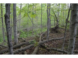 Property photo 33 - LAND AUCTION - 80 +/- ACRES OFFERED IN 4 TRACTS IN ALLEN COUNTY, INDIANA