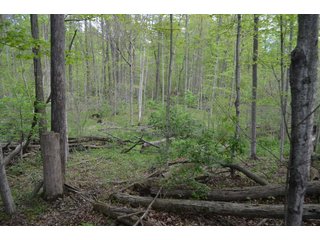 Property photo 32 - LAND AUCTION - 80 +/- ACRES OFFERED IN 4 TRACTS IN ALLEN COUNTY, INDIANA