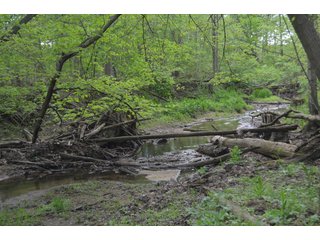 Property photo 51 - LAND AUCTION - 80 +/- ACRES OFFERED IN 4 TRACTS IN ALLEN COUNTY, INDIANA