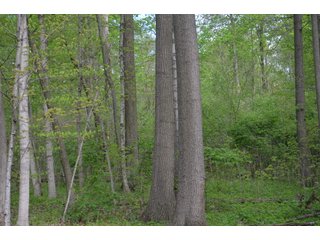 Property photo 49 - LAND AUCTION - 80 +/- ACRES OFFERED IN 4 TRACTS IN ALLEN COUNTY, INDIANA