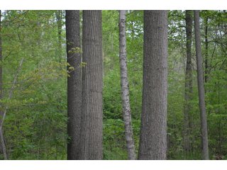 Property photo 48 - LAND AUCTION - 80 +/- ACRES OFFERED IN 4 TRACTS IN ALLEN COUNTY, INDIANA
