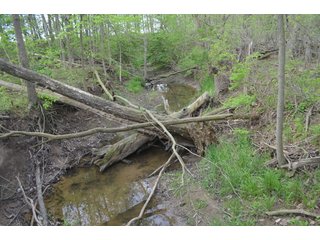Property photo 52 - LAND AUCTION - 80 +/- ACRES OFFERED IN 4 TRACTS IN ALLEN COUNTY, INDIANA