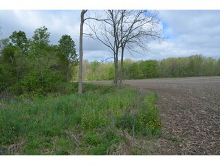 Property photo 45 - LAND AUCTION - 80 +/- ACRES OFFERED IN 4 TRACTS IN ALLEN COUNTY, INDIANA