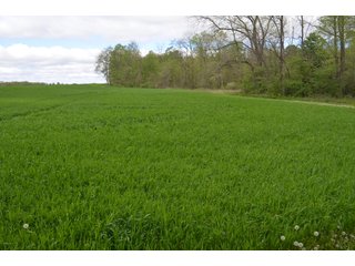 Property photo 55 - LAND AUCTION - 80 +/- ACRES OFFERED IN 4 TRACTS IN ALLEN COUNTY, INDIANA