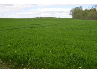 Property photo 56 - LAND AUCTION - 80 +/- ACRES OFFERED IN 4 TRACTS IN ALLEN COUNTY, INDIANA