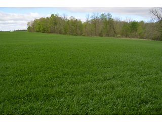 Property photo 59 - LAND AUCTION - 80 +/- ACRES OFFERED IN 4 TRACTS IN ALLEN COUNTY, INDIANA