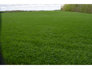 Property photo 60 - LAND AUCTION - 80 +/- ACRES OFFERED IN 4 TRACTS IN ALLEN COUNTY, INDIANA