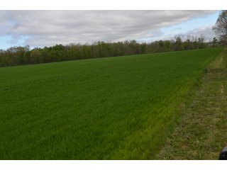Property photo 62 - LAND AUCTION - 80 +/- ACRES OFFERED IN 4 TRACTS IN ALLEN COUNTY, INDIANA