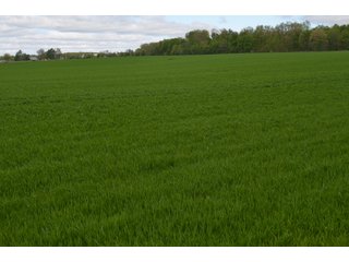 Property photo 63 - LAND AUCTION - 80 +/- ACRES OFFERED IN 4 TRACTS IN ALLEN COUNTY, INDIANA