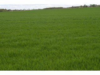Property photo 64 - LAND AUCTION - 80 +/- ACRES OFFERED IN 4 TRACTS IN ALLEN COUNTY, INDIANA