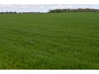 Property photo 19 - LAND AUCTION - 80 +/- ACRES OFFERED IN 4 TRACTS IN ALLEN COUNTY, INDIANA