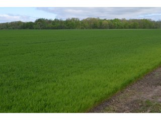 Property photo 21 - LAND AUCTION - 80 +/- ACRES OFFERED IN 4 TRACTS IN ALLEN COUNTY, INDIANA