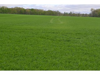 Property photo 22 - LAND AUCTION - 80 +/- ACRES OFFERED IN 4 TRACTS IN ALLEN COUNTY, INDIANA