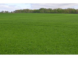 Property photo 23 - LAND AUCTION - 80 +/- ACRES OFFERED IN 4 TRACTS IN ALLEN COUNTY, INDIANA