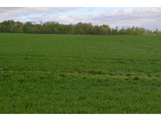Property photo 24 - LAND AUCTION - 80 +/- ACRES OFFERED IN 4 TRACTS IN ALLEN COUNTY, INDIANA