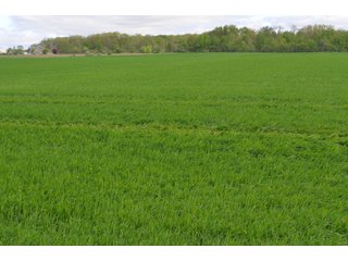 Property photo 25 - LAND AUCTION - 80 +/- ACRES OFFERED IN 4 TRACTS IN ALLEN COUNTY, INDIANA