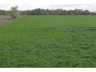 Property photo 27 - LAND AUCTION - 80 +/- ACRES OFFERED IN 4 TRACTS IN ALLEN COUNTY, INDIANA