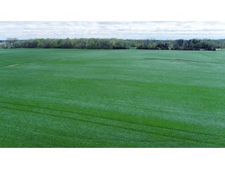 Property photo 11 - LAND AUCTION - 80 +/- ACRES OFFERED IN 4 TRACTS IN ALLEN COUNTY, INDIANA