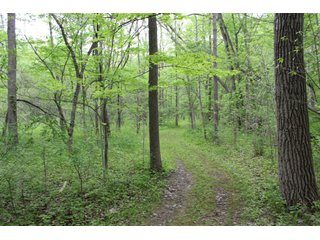 Property photo 15 - TIMED ONLINE ONLY - REAL ESTATE AUCTION - 8.205 ACRES OFFERED IN 1 TRACT IN WHITLEY COUNTY, INDIANA