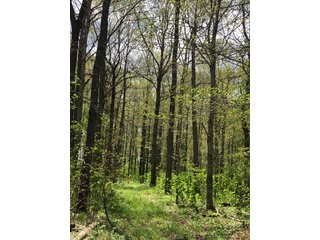 Property photo 48 - LAND AUCTION - 245 +/- ACRES OFFERED IN 6 TRACTS IN RANDOLPH COUNTY, INDIANA
