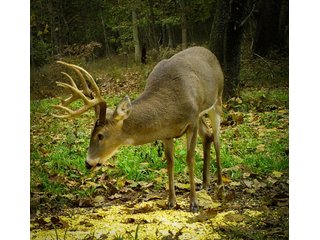 Property photo 3 - ABSOLUTE LAND AUCTION - 674+/- ACRES OFFERED IN 22 TRACTS IN HART COUNTY, KENTUCKY