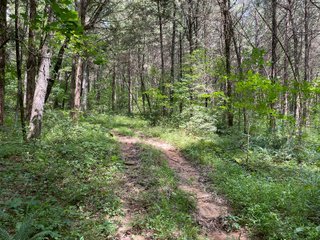 Property photo 65 - ABSOLUTE LAND AUCTION - 674+/- ACRES OFFERED IN 22 TRACTS IN HART COUNTY, KENTUCKY